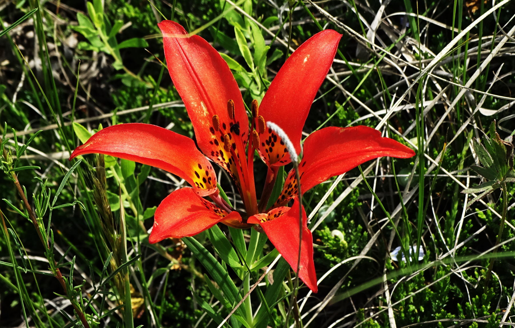 Prairie Lily